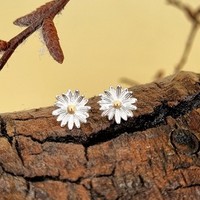 Sterling Silver Earring 2-tone gold-plated Daisy flower stud